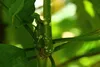 SAFLAX - Karłowaty Krzew Kawowy - 8 Nasiona - Coffea Podgląd zdjęcia produktu 7