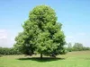 A large, leafy tree stands in a grassy field under a clear blue sky. Produktbild-Vorschau