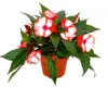 Edel-Lieschen - Impatiens Neu-Guinea - 12cm Topf - Set mit Produktbild-Vorschau 2