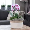 Kolibri Orchids | rosa Phalaenopsis Orchidee - Niagara Fall Produktbild-Vorschau 3