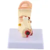 Ear Model,Anatomy Model,Ear Model Anatomy,Human Anatomy Voir les images du produit 7