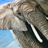 Elefant Bettwäsche Digitaldruck ESPiCO Sleep and Dream 135 Produktbild-Vorschau 5