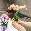 Kolibri Orchids – oranžová orchidej Phalaenopsis – výška 35 Náhled obrázku produktu 7