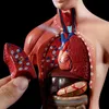 Modèle anatomique du corps humain - Mannequin - 15 pièces Voir les images du produit 8