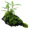 Aquarium Pflanze Hygrophila pinnatifida und Moos auf Wurzel Produktbild-Vorschau 1