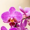Kolibri Orchids Orchidée Phalaenopsis violette/rose, pot Voir les images du produit 9