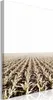 Italienischer Leinwand Leinwandbild - Corn Field (1 Part) Produktbild-Vorschau 1