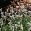 Bloomique - 3er Set - Lavandula Angustifolia Edelweiss - Produktbild-Vorschau 1