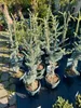 Cedrus libani Glauca Blaue Libanon-Zeder 100–120 cm Produktbild-Vorschau 7