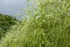 Salix alba 'Tristis', Trauerweide, gelbgrün, 100–150 cm Produktbild-Vorschau 4