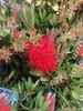 Ceglastoczerwone kwiaty  - Callistemon Splendens Łodygi Podgląd zdjęcia produktu 3