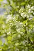Staphylea colchica, Kolchische Pimpernuss, 60–80 cm Produktbild-Vorschau 8