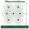 3 x Euphorbia myrsinites (Walzen Wolfsmilch)  - Stauden Produktbild-Vorschau 9