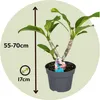 Frangipanier hawaii - Plumeria rubra 'Rose' - Hauteur Voir les images du produit 2