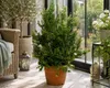 Myrtus communis (struik), circa 80 cm – Echte bruidsmirte, Productafbeelding-voorbeeld 1
