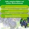 Purgrün -Weintrauben-Dünger 1 Liter Produktbild-Vorschau 3