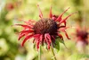 Monarda didyma 'Squaw', Indianernessel, leuchtend rot, ca. Produktbild-Vorschau 2