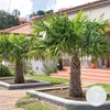 Bloomique - Trachycarpus Fortunei - Chinesische Hanfpalme - Produktbild-Vorschau 2