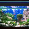 35-50cm LED acquario illuminazione pesce serbatoio lampada Anteprima dell’immagine prodotto 7