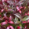 GreenboutiQ - Gartenpflanze - Leucothoe Zeblid - Rot - 1 Produktbild-Vorschau 6