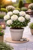 Rhododendron Cunningham’s White 15–20 cm – Winterhart, Produktbild-Vorschau 1