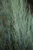 Juniperus scopulorum 'Blue Arrow', Wacholder, säulenförmig, Produktbild-Vorschau 4