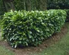 Prunus laurocerasus 'Rotundifolia', Kirschlorbeer, Produktbild-Vorschau 6