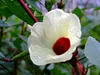 Roselle (Hibiscus sabdariffa) - 10 semi Anteprima dell’immagine prodotto 2