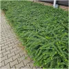 Plants by Frank | 12 Plantes de chèvrefeuille arbustif | Voir les images du produit 2