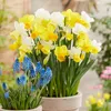 Bloomique - Mélange de 15 - Narcisse - Jonquille - Mélange Voir les images du produit 4