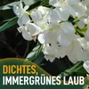 Close-up of white oleander flowers with green leaves in the background and text overlay. Náhľad obrázku produktu