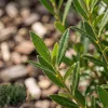 Bloomique - Phillyrea Angustifolia - Wapno kamienne - Podgląd zdjęcia produktu 3