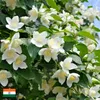 100 % natürliches Jasminöl, 10 ml, JASMINE SAMBAC INDIA Produktbild-Vorschau 7