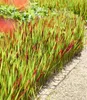 BALDUR Garten 6x Ziergras 'Red Baron', Pflanzen im 9x9 Produktbild-Vorschau 2