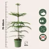 Araukaria wyniosła - Araucaria heterophylla - Wysokość Podgląd zdjęcia produktu 2