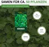 Koriander Comun Samen - Coriandrum sativum - Koriandersamen Produktbild-Vorschau 3