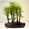 Las bonsai Metasequoia P25 Podgląd zdjęcia produktu 4