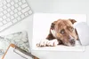 MuchoWow® Mauspad Mousepad Liegender Hund Fotodruck 27x18 Produktbild-Vorschau 5