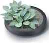 A plant in a dark gray planter. Podgląd zdjęcia produktu