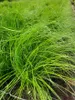 Stipa Tenacissima Pony Tails 1L Anteprima dell’immagine prodotto 3