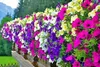 PLANTON S Mehrkomponentendünger für Surfinia und Petunia Produktbild-Vorschau 4