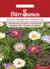 Margerite bunte Mischung | Margeritensamen von Dürr Samen Produktbild-Vorschau 3