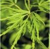 Japanischer Schlitzahorn FloraSelf Acer palmatum dissectum Produktbild-Vorschau 3
