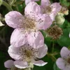 Loch Ness (S) - Brombeere Produktbild-Vorschau 1