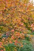 Euonymus alatus, Flügel-Spindelstrauch, 40–60 cm, leuchtend Produktbild-Vorschau 13