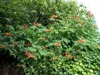 2 x  Flamingo-Strahlengriffel - Actinidia kolomikta  | Produktbild-Vorschau 4