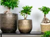 Bloomique - Ficus Ginseng - Bonsai Baum - Zimmerpflanzen - Produktbild-Vorschau 2