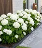 BALDUR Garten 1x Schneeball-Hortensie Annabelle; Pflanze im Produktbild-Vorschau 1