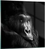 Bilder auf glas - Einteilig - Affe Gorilla Porträt - Produktbild-Vorschau 1