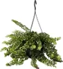 Plante rouge à lèvres - Aeschynanthus pulcher - Hauteur Voir les images du produit 1